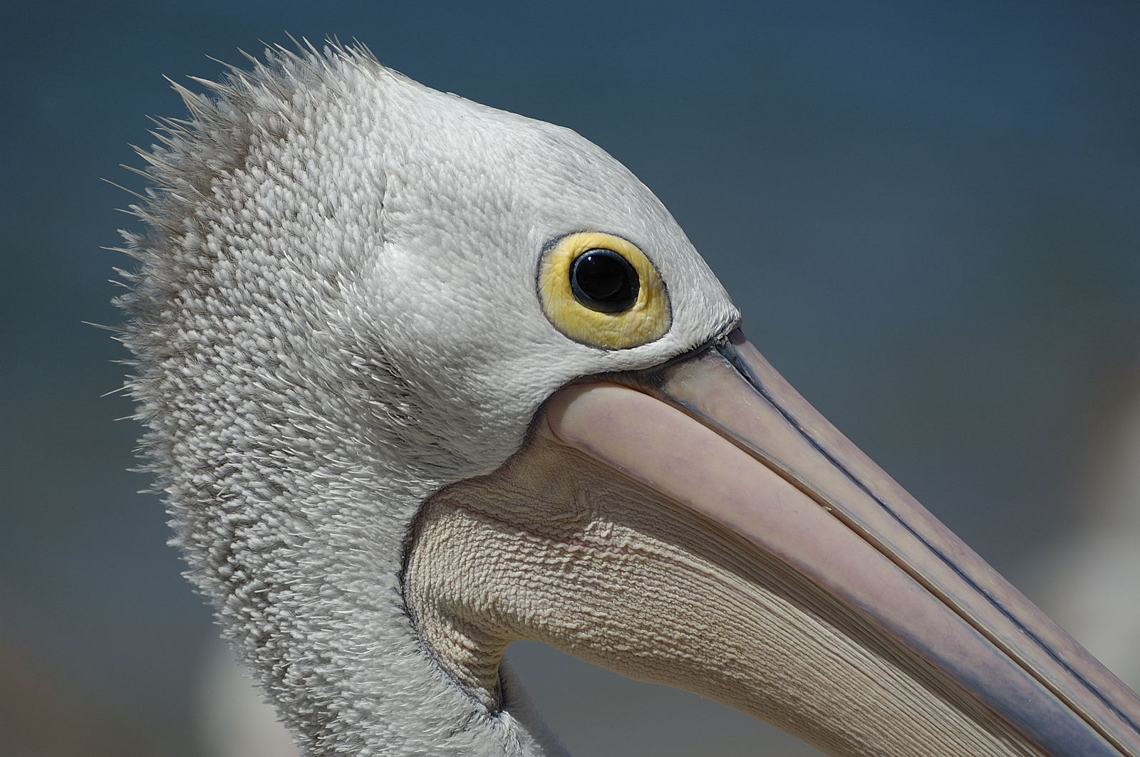 Pelican headshot